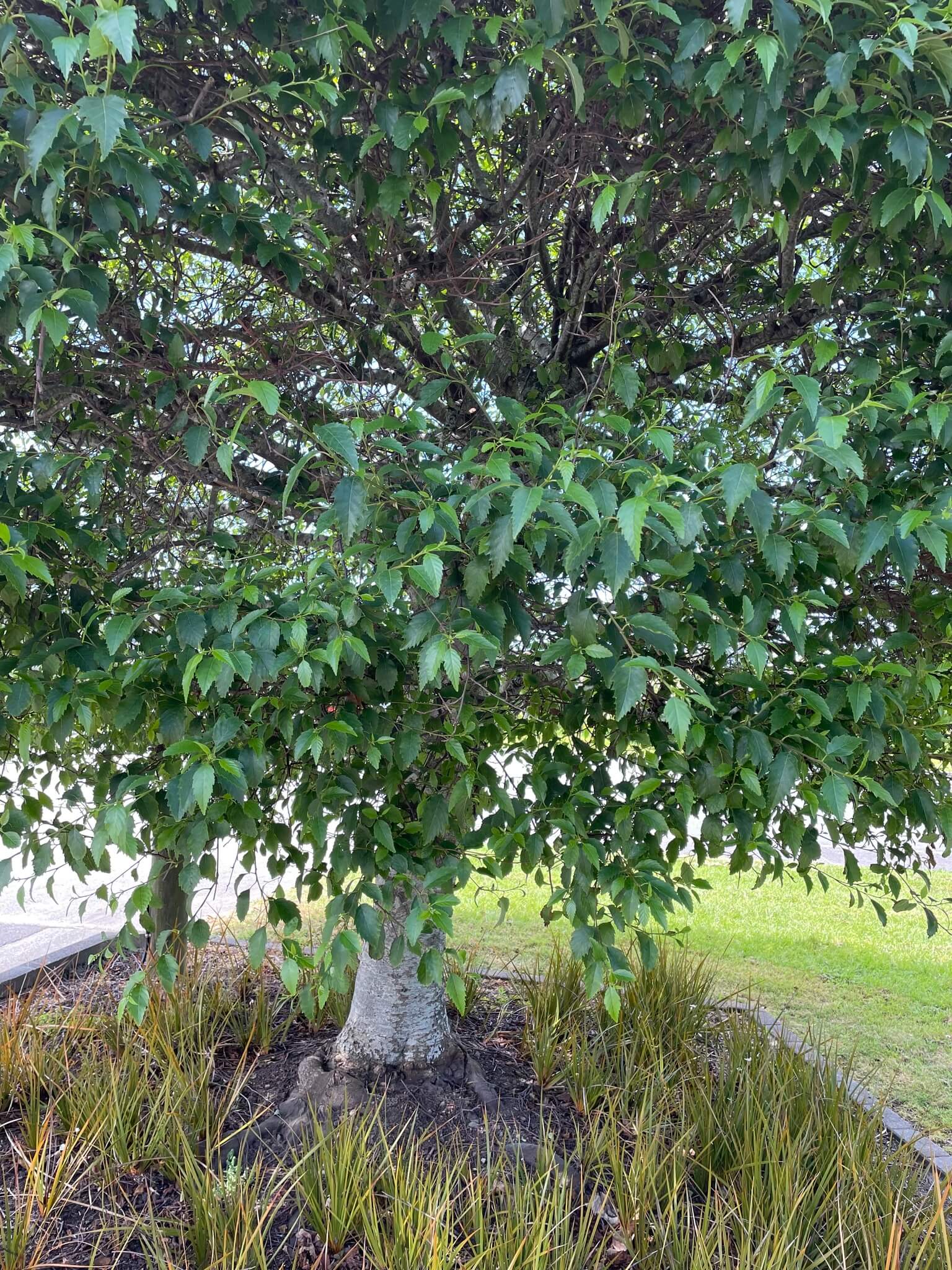 Alnus jorullensis